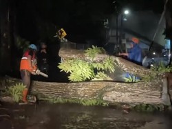 Hujan Disertai Angin Kencang, Pohon Tumbang Tutupi Akses Jalan di Sukabumi