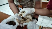 Mengenang Si Abah, Macan Tutul Penguasa Gunung Sawal Ciamis