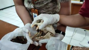 Mengenang Si Abah, Macan Tutul Penguasa Gunung Sawal Ciamis