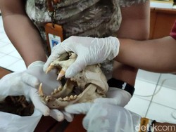 Sebelum Mati, Macan Tutul Si Abah Pernah Konflik dengan Manusia