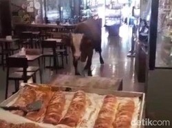 Kesaksian Warga Lihat Sapi Lepas Masuk ke Toko Roti di Banyuwangi