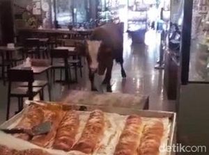 Kesaksian Warga Lihat Sapi Lepas Masuk ke Toko Roti di Banyuwangi Kesaksian Warga Lihat Sapi Lepas Masuk ke Toko Roti di Banyuwangi