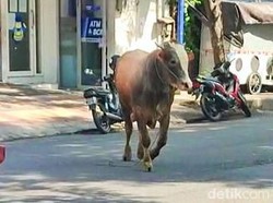 Butuh Betina untuk Menangkap Sapi Lepas dan Mengamuk di Banyuwangi