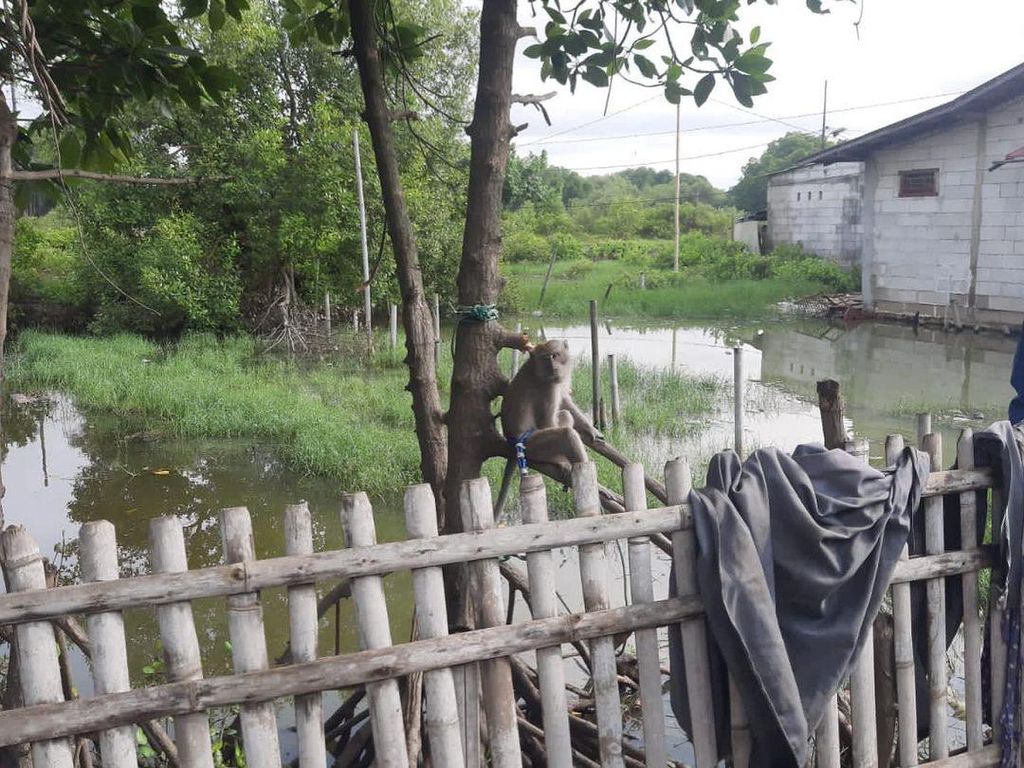 Monyet Liar Resahkan Warga Cilincing, Dievakuasi Damkar