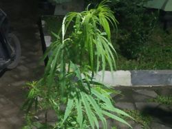 Duh! IRT di Gowa Sulsel Temukan Ganja Tumbuh di Belakang Rumah