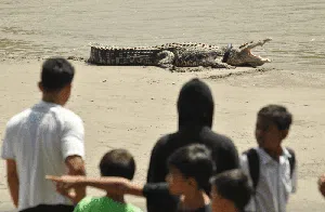 Akhir Cerita Buaya Berkalung Ban Akhir Cerita Buaya Berkalung Ban