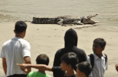 Akhir Cerita Buaya Berkalung Ban