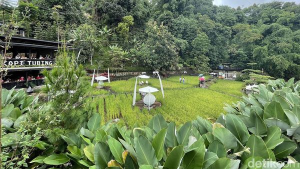 Sungai, Sawah, Perbukitan, dan Hangatnya Secangkir Kopi di Sini
