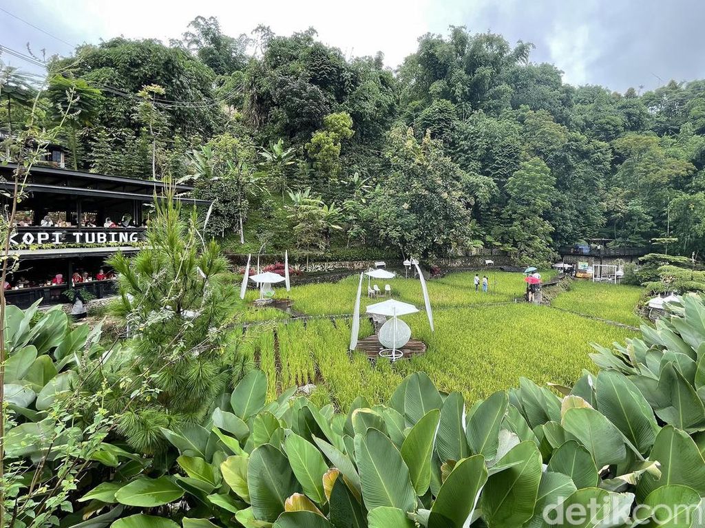Sungai, Sawah, Perbukitan, dan Hangatnya Secangkir Kopi di Sini Sungai, Sawah, Perbukitan, dan Hangatnya Secangkir Kopi di Sini
