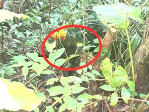 Macan Tutul di Selajambe Dipastikan Bukan Penghuni Gunung Ciremai Macan Tutul di Selajambe Dipastikan Bukan Penghuni Gunung Ciremai