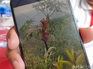 Fakta-fakta Kemunculan Macan Tutul di Kuningan dan Garut Fakta-fakta Kemunculan Macan Tutul di Kuningan dan Garut