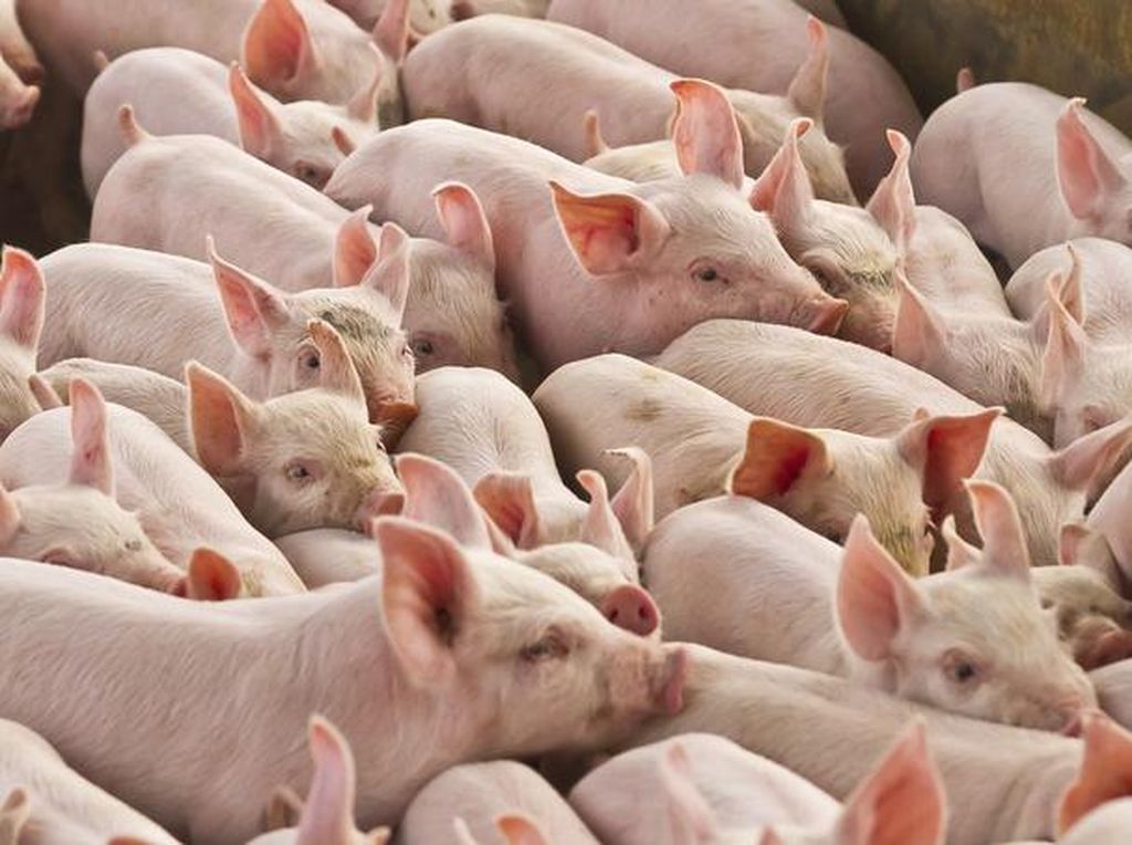 Ini 7 Penjelasan Mengapa Islam Mengharamkan Sebuah Makanan Ini 7 Penjelasan Mengapa Islam Mengharamkan Sebuah Makanan