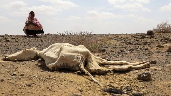 Ethiopia Kembali Dilanda Kekeringan Terburuk, Kelaparan Mengintai