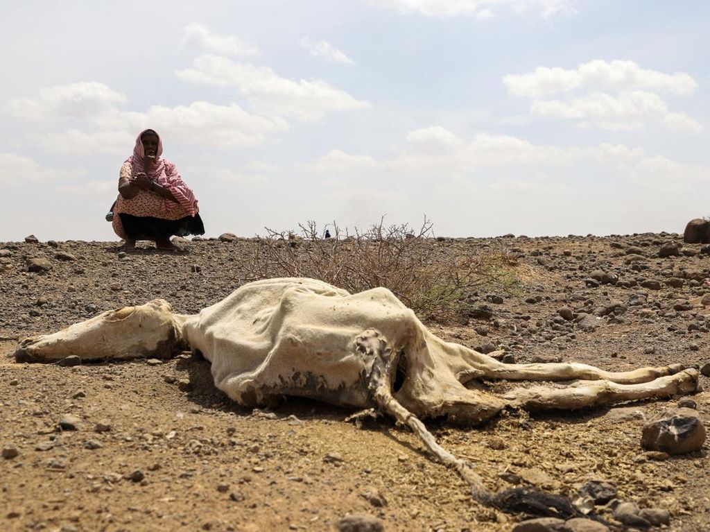 Ethiopia Kembali Dilanda Kekeringan Terburuk, Kelaparan Mengintai