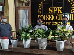 Dua Warga Bogor Curi Tanaman Hias Rp 200 Juta di Cidahu