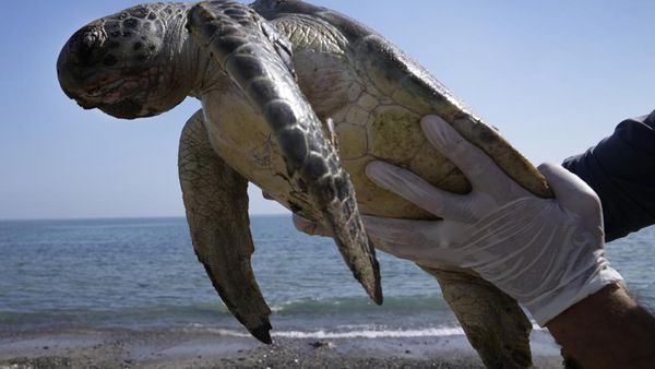 Foto: Penyu-Penyu yang Terpuruk Akibat Sampah Plastik