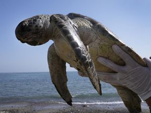 Foto: Penyu-Penyu yang Terpuruk Akibat Sampah Plastik