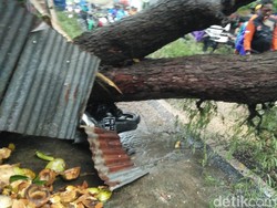 Pohon Asem Besar Tumbang Timpa Motor dan Lapak Degan di Pamekasan