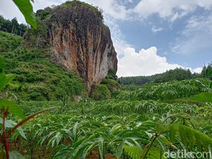 Manfaat Tanaman Porang, Harga, Ciri-ciri, dan Cara Budidaya