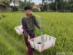 Kisah Pilu Bayu, Bocah Yatim Piatu Jualan Buah Demi Sepatu Baru
