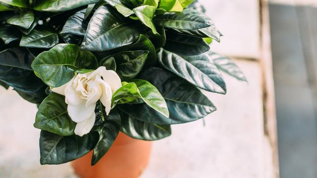 gardening, planting and flora concept - close up of plant white Gardenia in pots at greenhouse