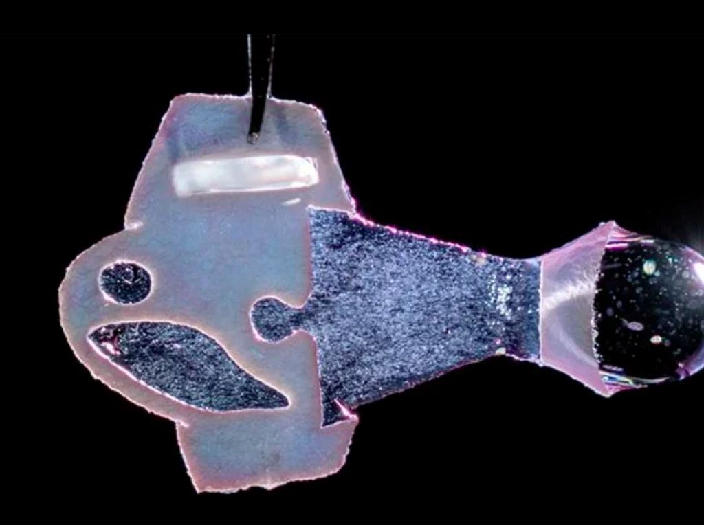 Ajaib! Ilmuwan Bisa Ciptakan Ikan dari Sel Jantung Manusia