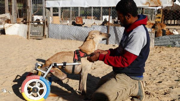 Inspiratif! Mainan Bekas Dimanfaatkan untuk Bantu Hewan Lumpuh