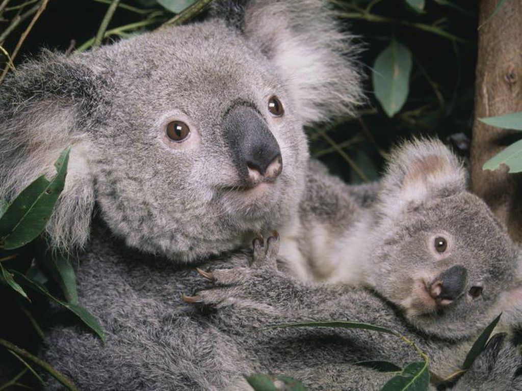 Ternyata Koala Punya Sidik Jari Serupa Manusia