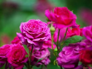 Apa Bunga Kelahiran Bulan Juni? Ini Jenis dan Arti Simbolisnya