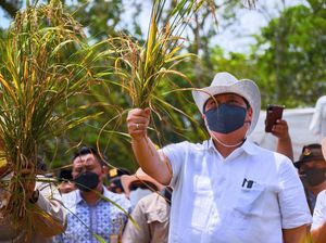 Airlangga Hadiri Panen Padi Gogo di Tanah Kering Lampung