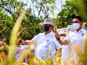 Padi Gogo Berhasil Ditanam di Tanah Kering, Panen Perdana di Lampung