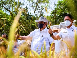 Padi Gogo Berhasil Ditanam di Tanah Kering, Panen Perdana di Lampung