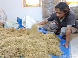 Potensi Daun Talas yang Cuan Sebagai Pengganti Tembakau