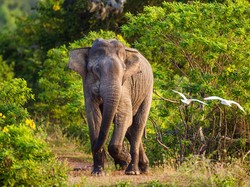 Siksa Gajah dan Dijadiin Konten, Pria Ini Dihukum Netizen dan... Didenda