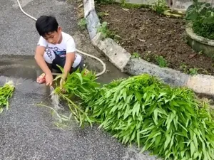 Keren! Bocah 7 Tahun Ini Rajin Tanam Kangkung untuk Dibagikan Ke Tetangganya