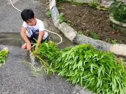 Keren! Bocah 7 Tahun Ini Rajin Tanam Kangkung untuk Dibagikan Ke Tetangganya