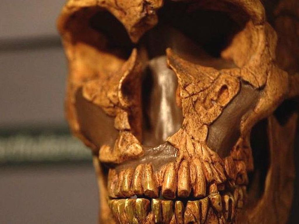 Ternyata, Manusia Purba Neanderthal Sempat Kenal Manusia Modern