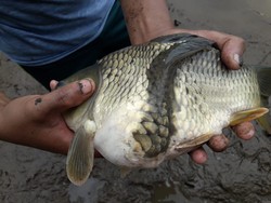 Heboh Pemancing Dapat Ikan Aneh Berkepala Satu-Badan Dua