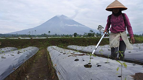 Petani Semeru Kembali Garap Lahan