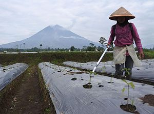 Petani Semeru Kembali Garap Lahan