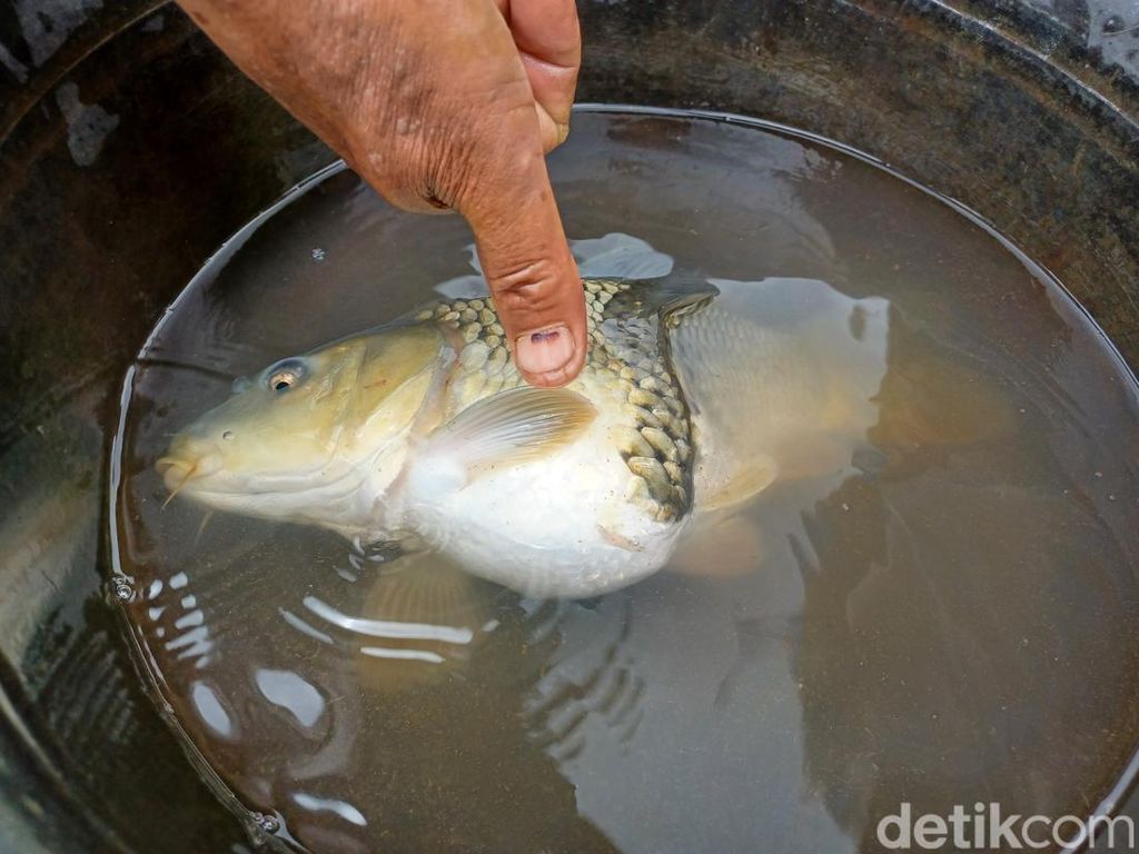 Ikan Mas Aneh Akan Dijual, Pemilik: Separuh Hasilnya Disumbangkan