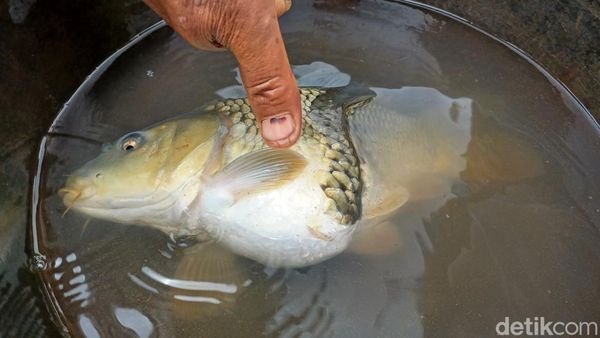 Ini Ikan Aneh Berkepala Satu-Badan Dua yang Bikin Geger di Bandung