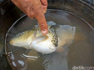 Ini Ikan Aneh Berkepala Satu-Badan Dua yang Bikin Geger di Bandung Ini Ikan Aneh Berkepala Satu-Badan Dua yang Bikin Geger di Bandung