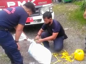 Anggota Satpol PP Bondowoso Terluka Cukup Parah Diserang Monyet Liar