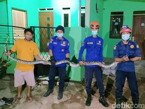 Ular Sanca 3 Meter Masuk Ruang Tamu Rumah Warga di Depok