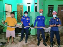 Ular Sanca 3 Meter Masuk Ruang Tamu Rumah Warga di Depok