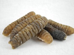 Manfaat Teripang, Jenis, dan Harganya, Apakah Mahal?