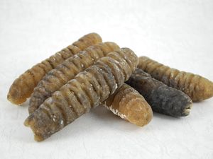 Manfaat Teripang, Jenis, dan Harganya, Apakah Mahal? Manfaat Teripang, Jenis, dan Harganya, Apakah Mahal?