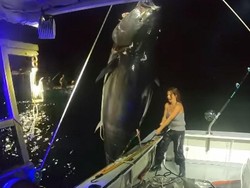 Hukum Menerima Cokelat Valentine hingga Wanita Tangkap Tuna Bluefin 450 Kg