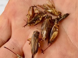 Jangkrik Diperkirakan Jadi Makanan Favorit di Australia Tahun Ini